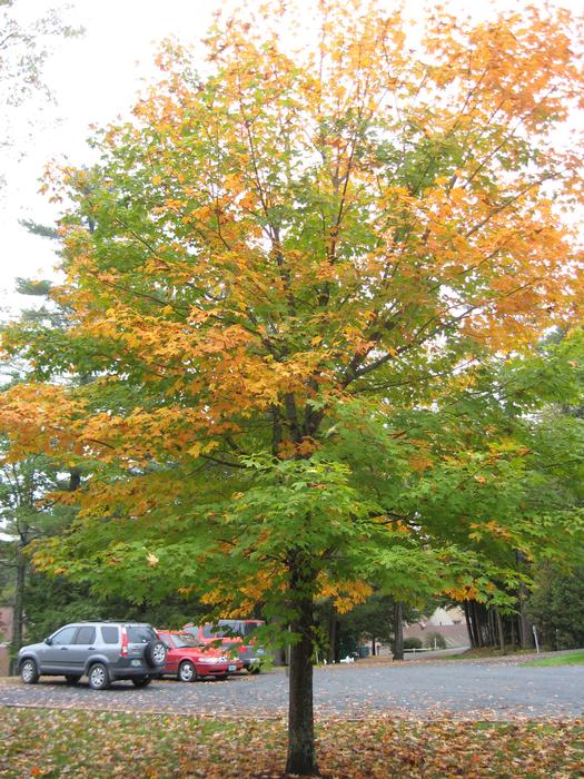 Woodhaven Condo Association Photo Library